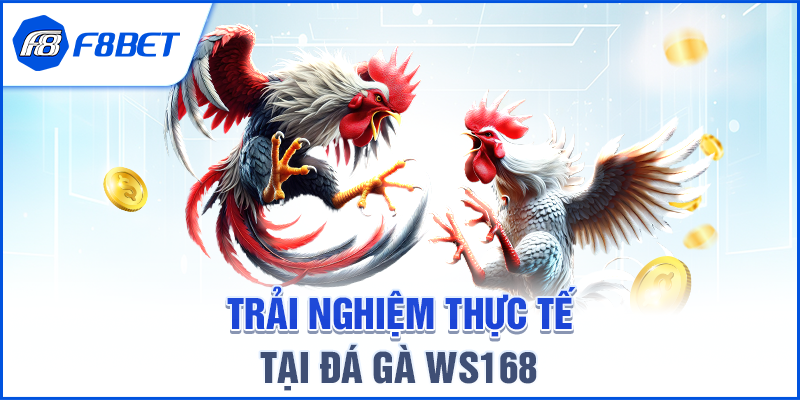 Trải nghiệm thực tế tại Đá gà WS168